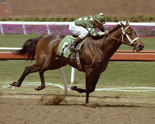 Landaluce breaking her maiden at first asking by seven lengths in the sensational time of 1:08.1 at Hollywood Park, July 3, 1982. Credit: Benoit Photo Landaluce breaking her maiden at first asking by seven lengths in the sensational time of 1:08.1 at Hollywood Park, July 3, 1982. Credit: Benoit Photo